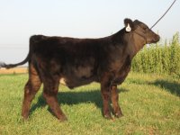 alias steer ready.JPG