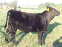 hardline heifer resize.JPG