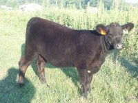 monopoly heifer resize.JPG