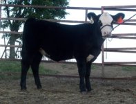 paddy o'malley heifer resize.JPG