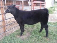 2010_0829kochcalves0007.JPG