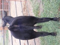 2010_0829kochcalves0010.JPG
