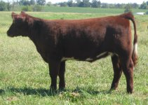 005 Synergy Heifer 4.jpg