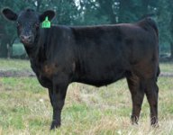 Angus heifer 1 shrink.jpg