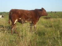 leaskpastureAug242010 016 3X.jpg