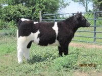 calves 039.JPG