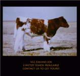 SCC Eskimo Joe.gif