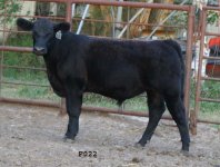 IMG_6535 copy---F022- Milkman steer---.jpg