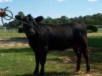 Side view of heifer.jpg