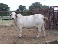 Donor cows 002.JPG