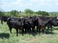 CATTLE 7.30.2010 021.JPG