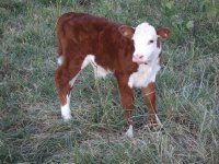 Cattle 2010 Steer planet pics 008.JPG