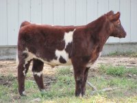 2010cattle.jpg