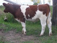 red&white steer.JPG