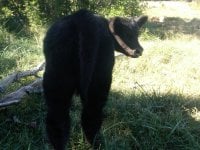 I Am Legend Bull Calf.jpg