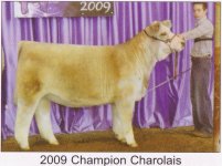 charolais heifer.jpg