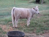 Aug 23 calf pics 003.jpg