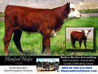 calf flyer.jpg