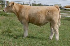 IMG_6613 copy---monopoly calf--.jpg