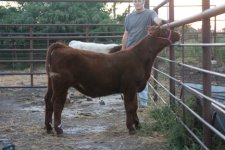 All Red Heifer.jpg