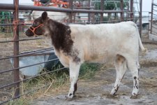 Roan Heifer.jpg
