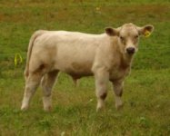 Thyme's calf 9-10.jpg