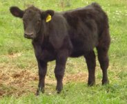 Bonnie heifer 9-10.jpg