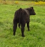 Bonnie heifer rear 1 9-10.jpg