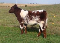 Red Roan Dr Who Steer2.jpg