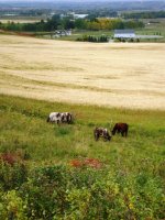 Yearlings Sept. 18,2010.jpg