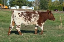 Jan 3 half shorthorn.JPG