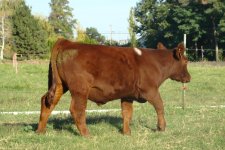 Jan 23 half shorthorn.JPG