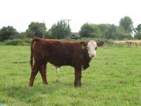 April 20 half Simmi half Hereford.JPG