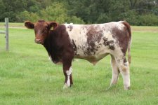 SH Bull calf 9-18-10.JPG