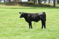 Han Steer 9-18-10.JPG