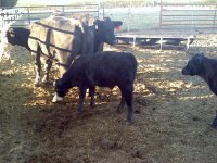 steer 2.jpg