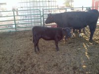 q heifer.JPG
