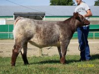 strawberry roan heifer.jpg