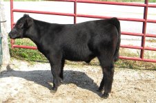 lifeline steer 10x pic 2.JPG