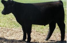 Walks Alone Steer.JPG