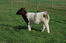 Lucky x JPJ steer1.jpg