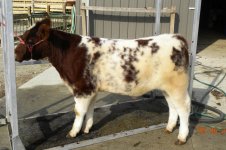 Shothorn Steer.jpg