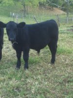 calf 2.jpg