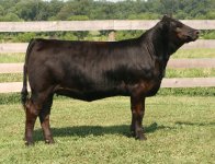 In Dew Time Heifer July 5th.jpg