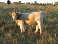 2010calves 006.jpg