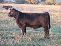 2010calves 011.jpg