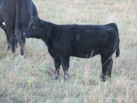 2010calves 007.jpg