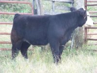 Hired Man Heifer 006.jpg