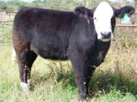 Hired Man Heifer 010 compressed.jpg