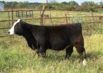 Hired Man Heifer 024.jpg